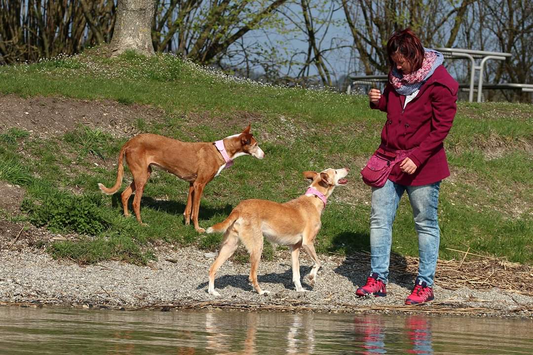 Beschreibung
