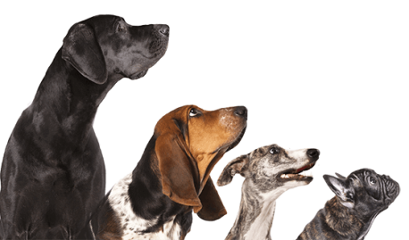 https://canis-bonus-hundeschule.com/wp-content/uploads/2017/04/contactpage1-458x269.png