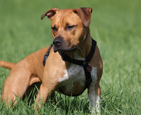 https://canis-bonus-hundeschule.com/wp-content/uploads/2017/11/slider_03-1-458x373.jpg