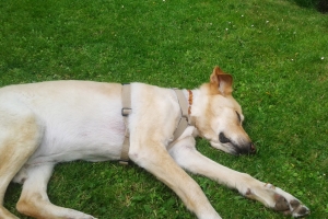 https://canis-bonus-hundeschule.com/wp-content/uploads/2017/12/apollo_03-300x200.jpg