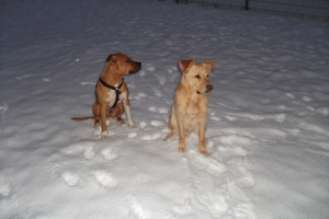 https://canis-bonus-hundeschule.com/wp-content/uploads/2017/12/apollo_09-300x200.jpg