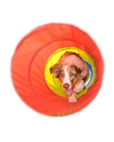 https://canis-bonus-hundeschule.com/wp-content/uploads/2017/12/tunnel-400x500.png